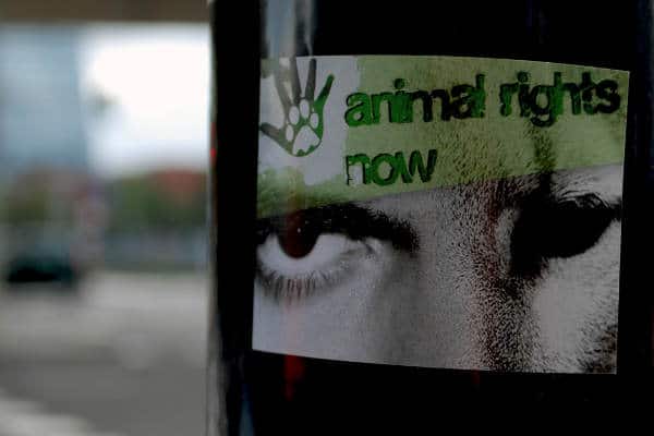 animal rights now sticker
