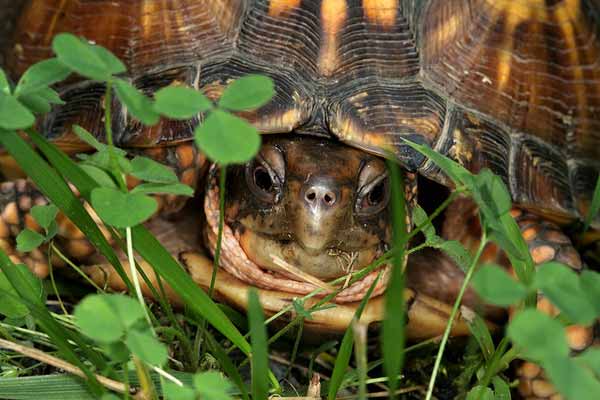 news73boxturtle