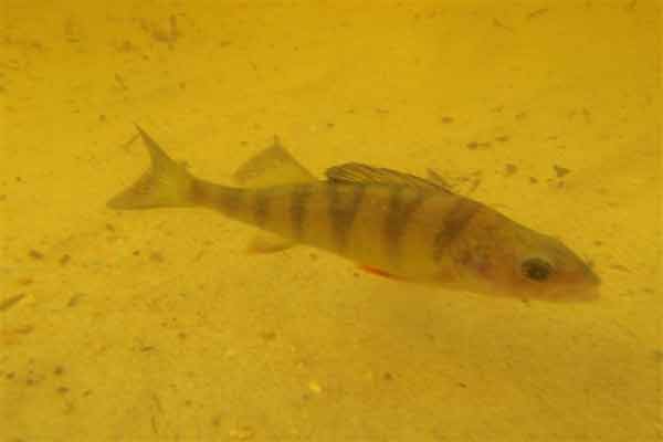 Perch