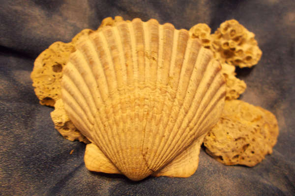 scallop