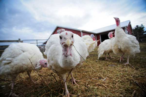 animal-sanctuaries rescued turkeys at an animal sanctuary