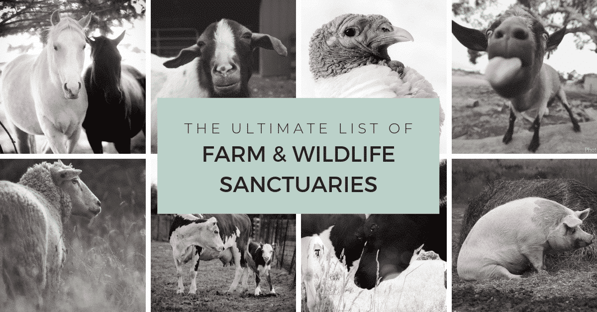 Worldwide Farm Animal Sanctuary Directory - Your Daily Vegan