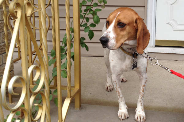 millie outside