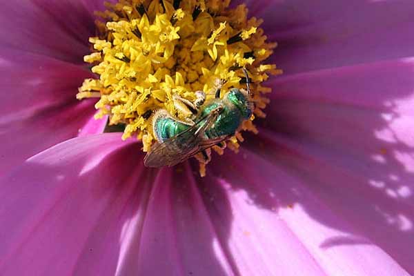 Bees