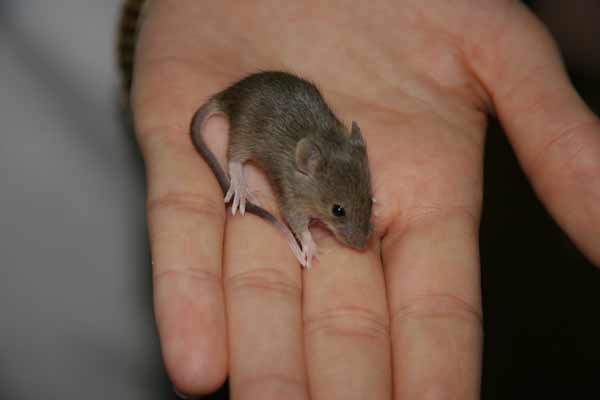 Mouse
