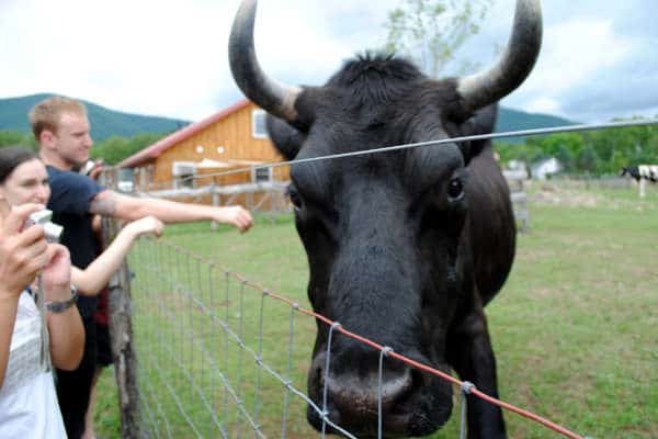 Steer WFAS