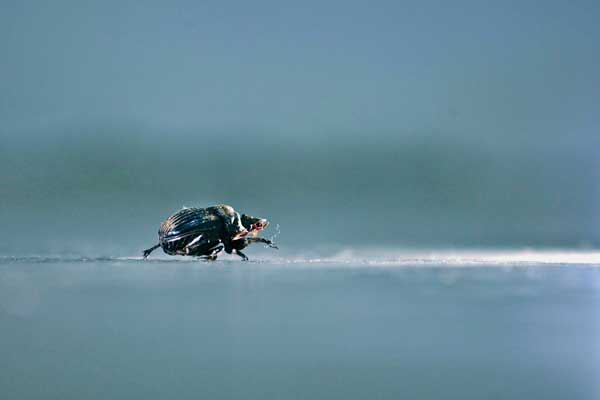 Do Vegans Kill Bugs? | Your Daily Vegan Do Vegans Kill Insects? | Your Daily Vegan