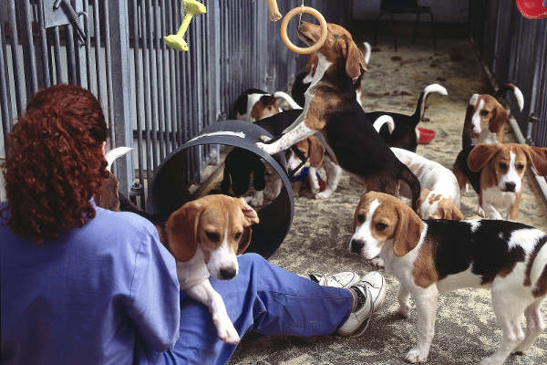 Beagle puppies were part of my vegan transformation