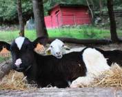 mino-valley-farm-sanctuary