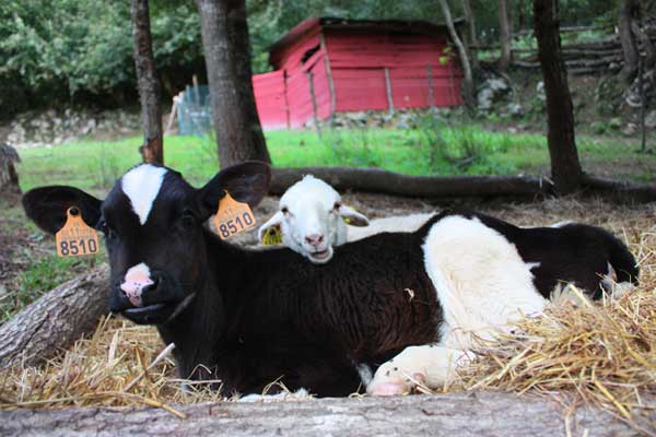 farm-animal-ear-tags mino-valley-farm-sanctuary