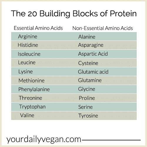 A chart showing the 20 Building Blocks of Protein.
