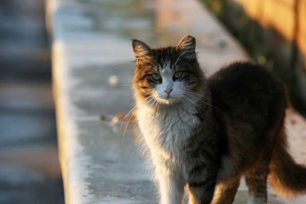 stray-cat