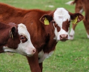 cows in a field