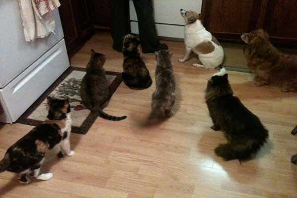 Image of feeding rescue cats