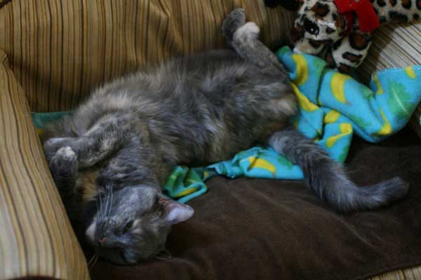 Image of rescue cat Gypsy