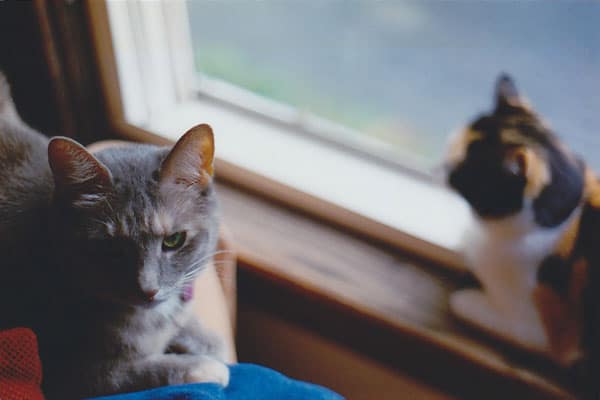 Image of rescue cat Kitten