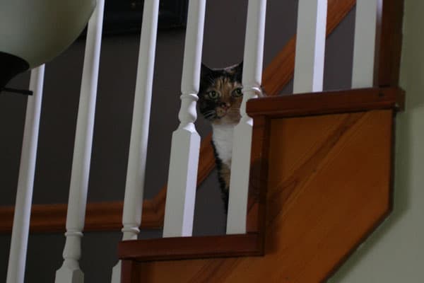 Image of rescue cat Loki