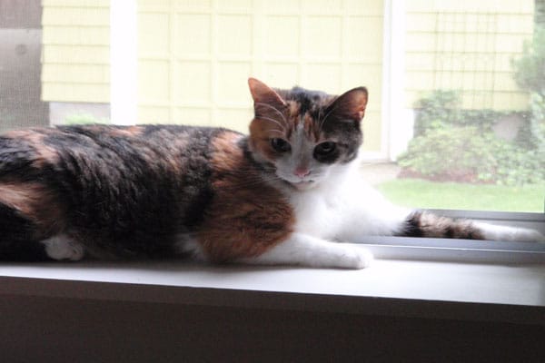 Image of rescue cat Scowt