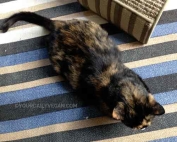 cat rescue Tully Banks