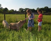 vegan sanctuaries