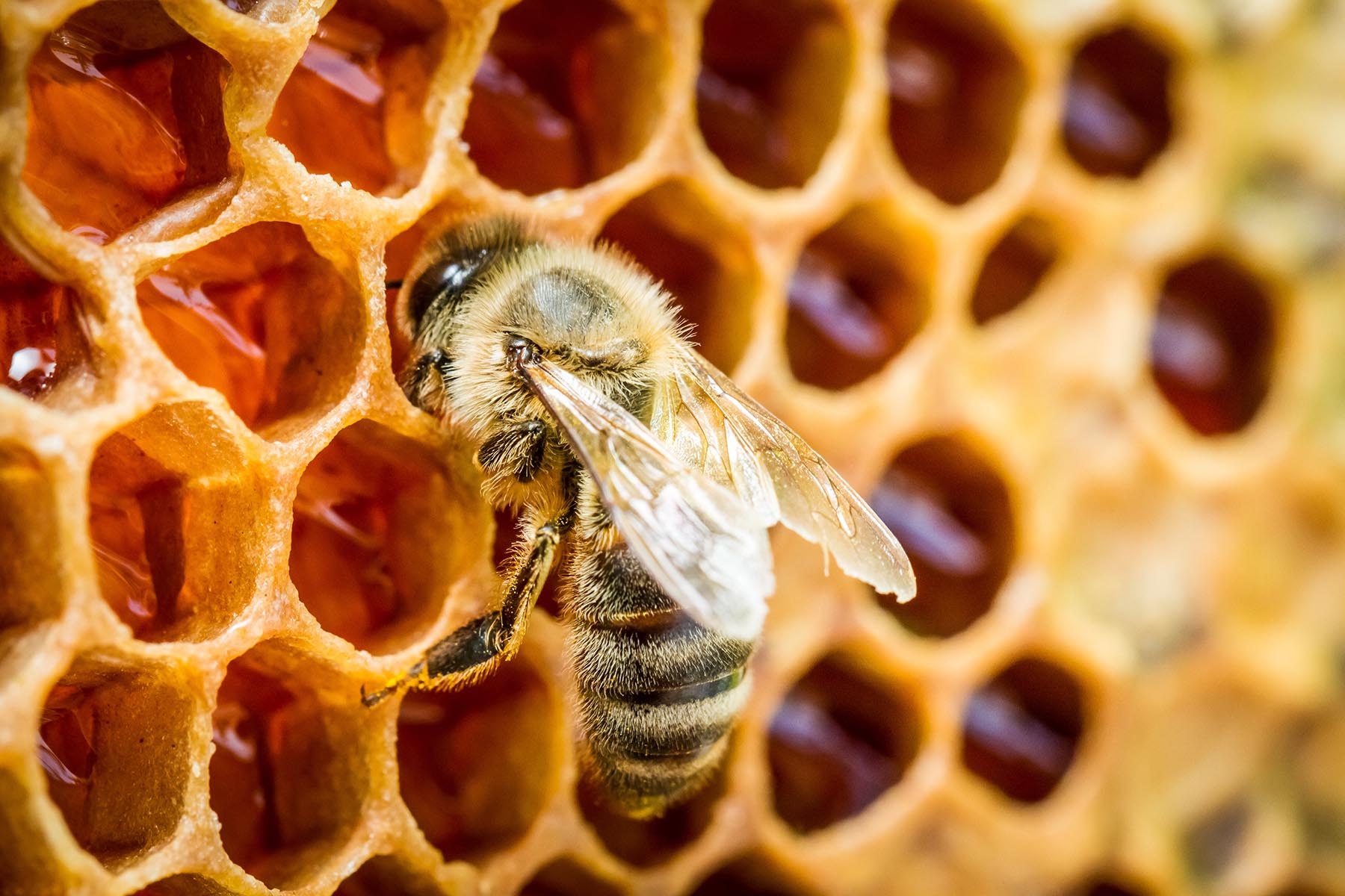 A closeup of a bee in a beehive on honeycomb.
