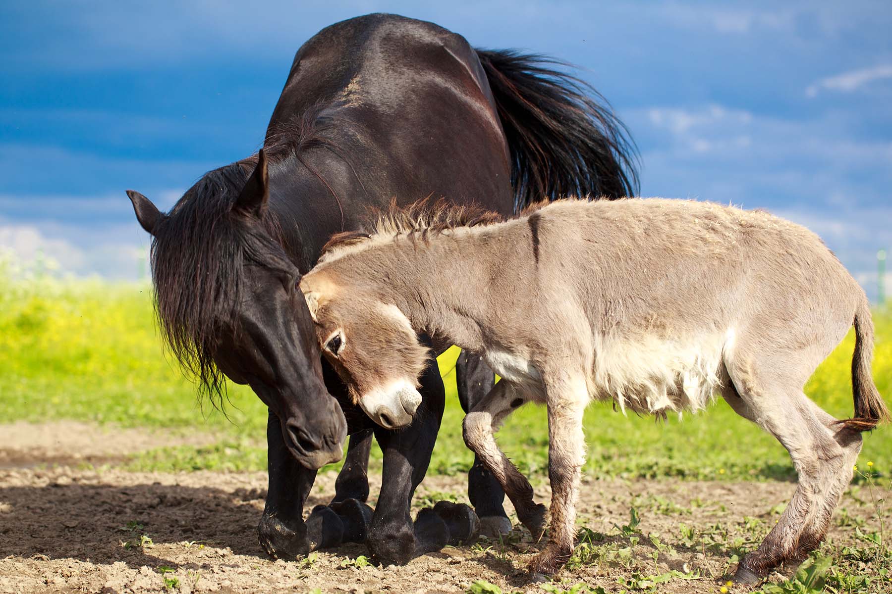 A black horse and gray donkey playing outdoors.