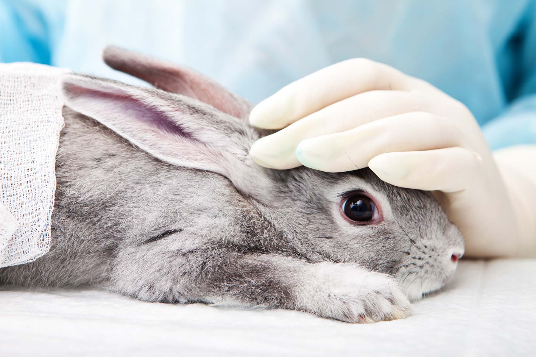 A closeup photo of a rabbit about to have surgery with a gloved hand on their head.