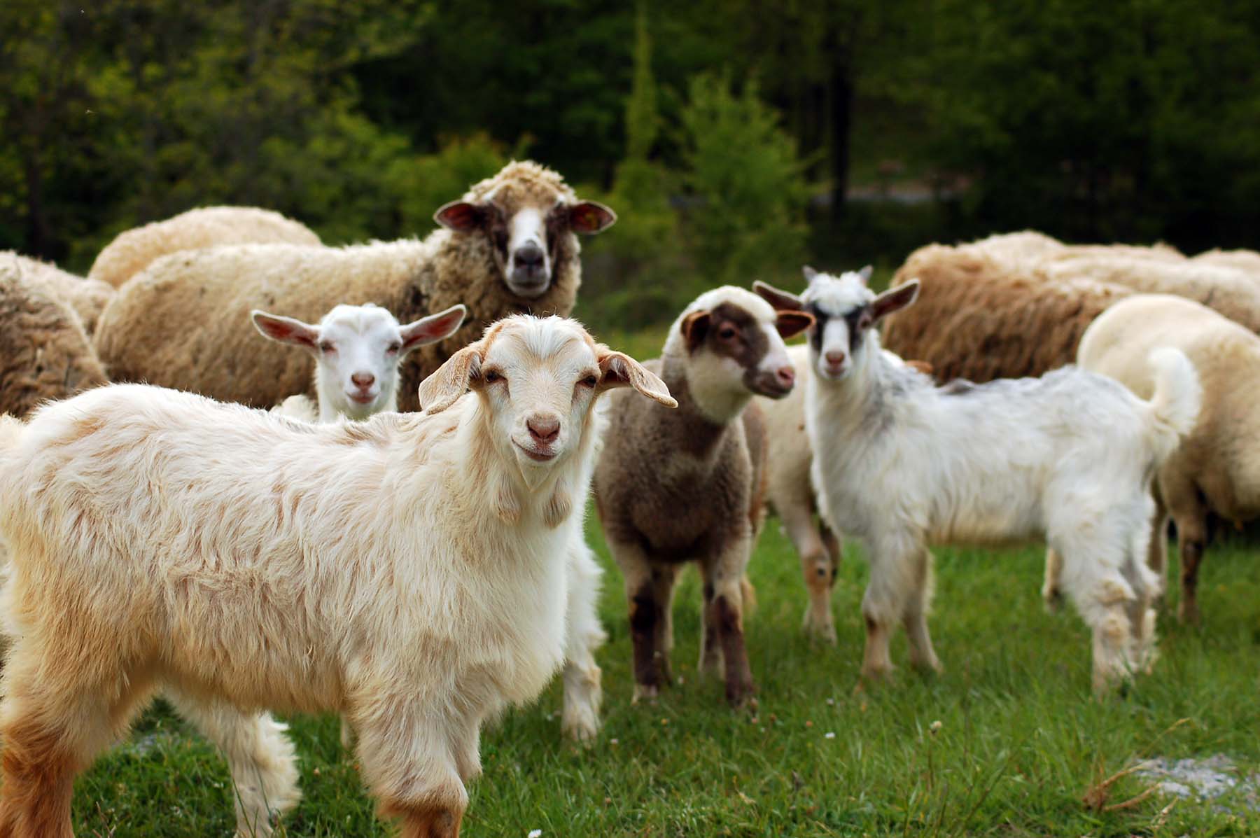 A herd of sheep and goat in a field.