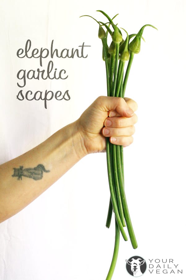 A hand holding a bunch of garlic scapes with the black words, "elephant garlic scapes" over top.