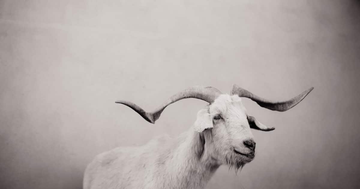Randy, a rescue goat, lives at Farm Sanctuary in Watkins Glen, New York
