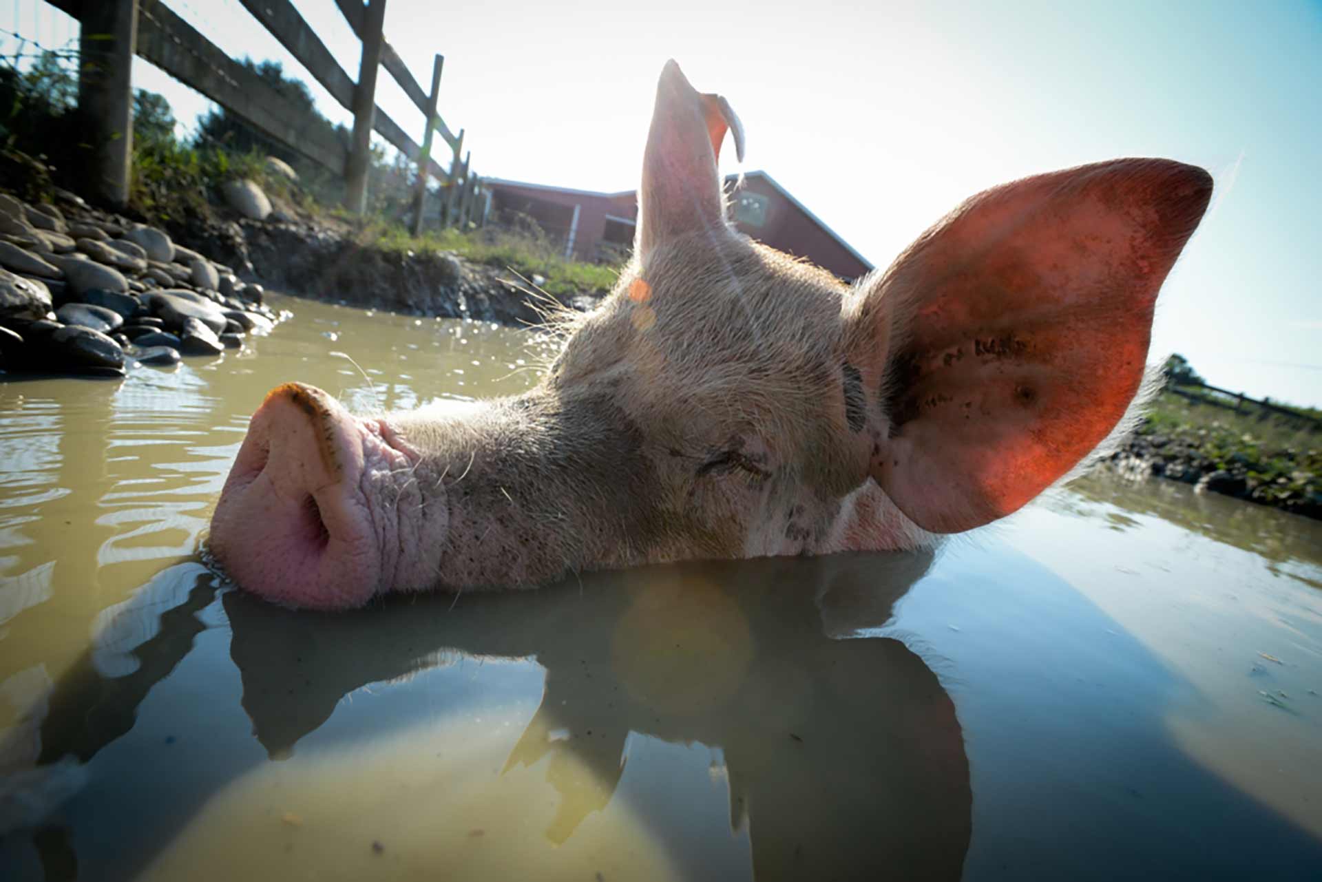 Julia the rescue pig laying in mud.