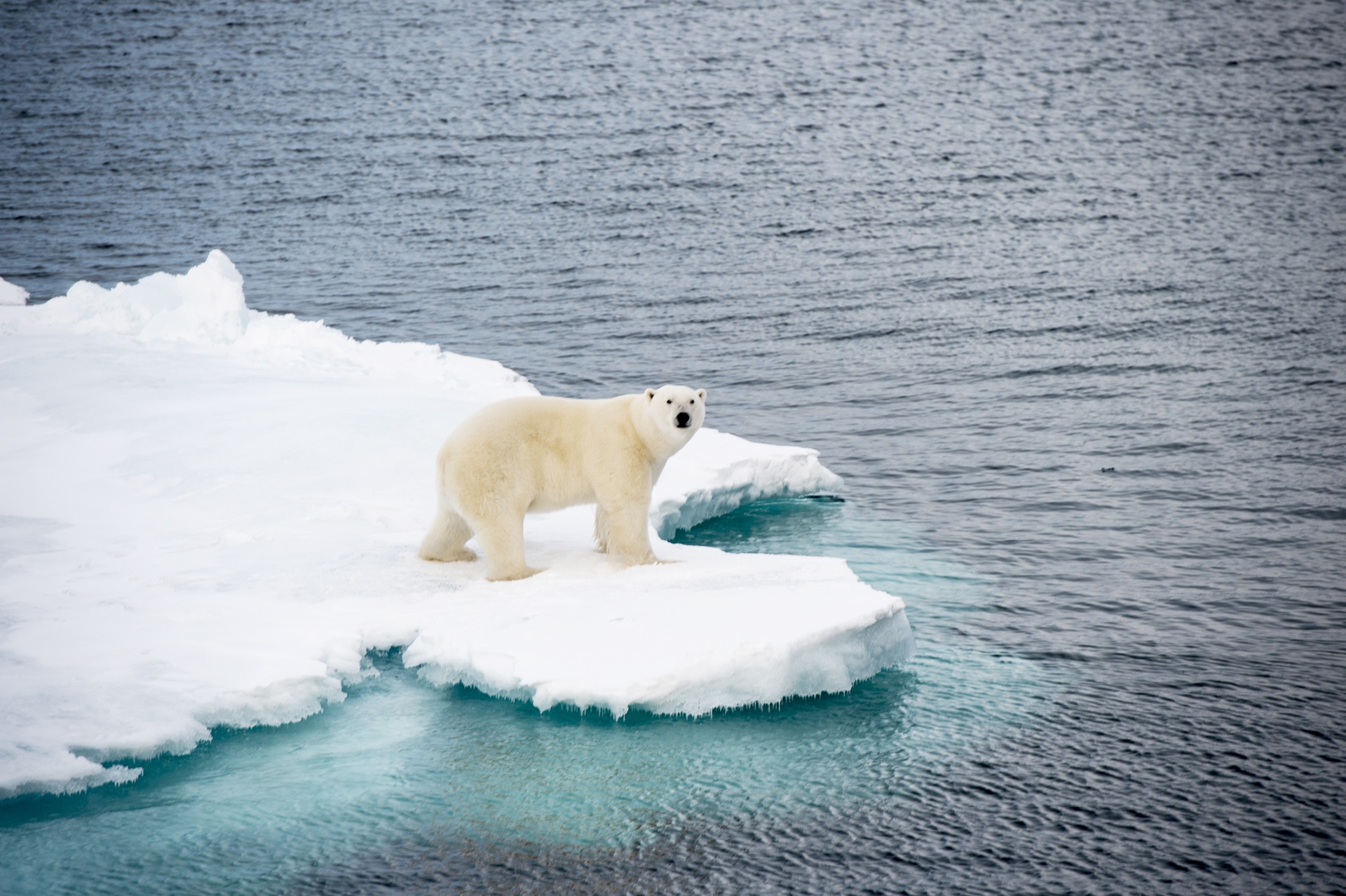 Polar bear - Veganism & the Environment Guide - Your Daily Vegan