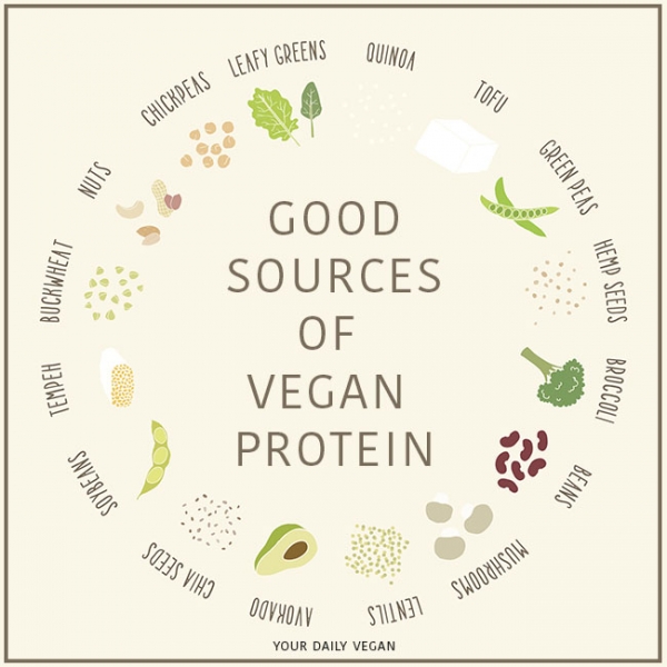 Everything You Need to Know About Vegan Protein - Your Daily Vegan