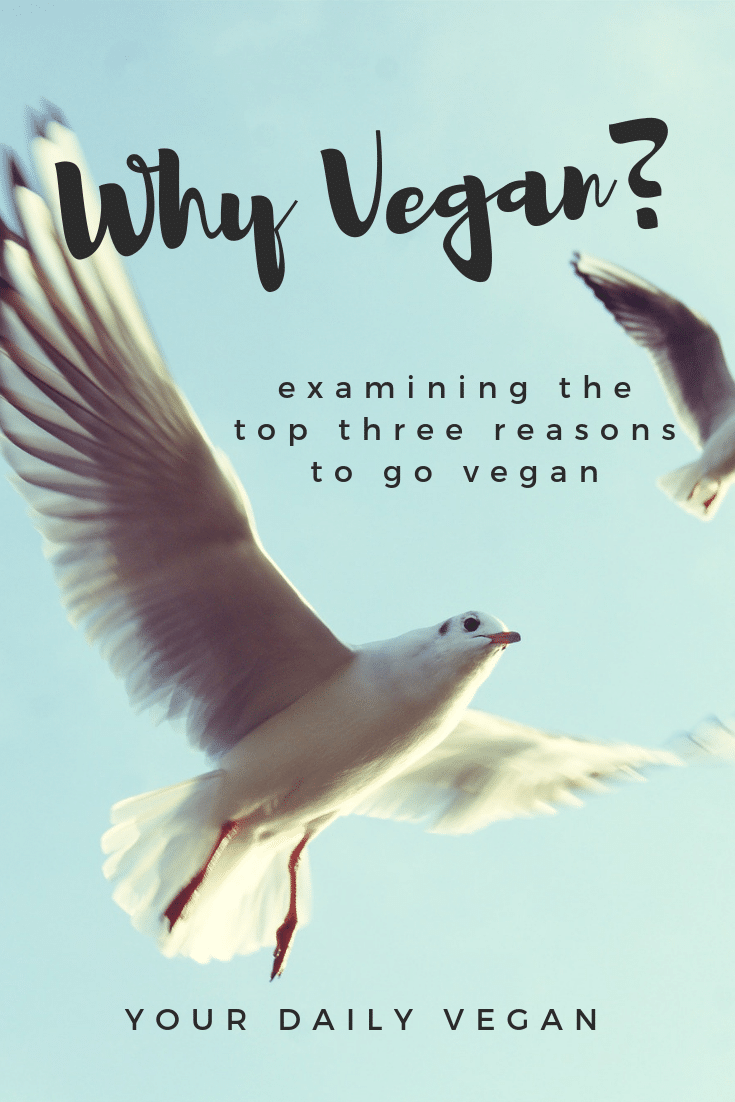 Why Vegan Guide - Your Daily Vegan