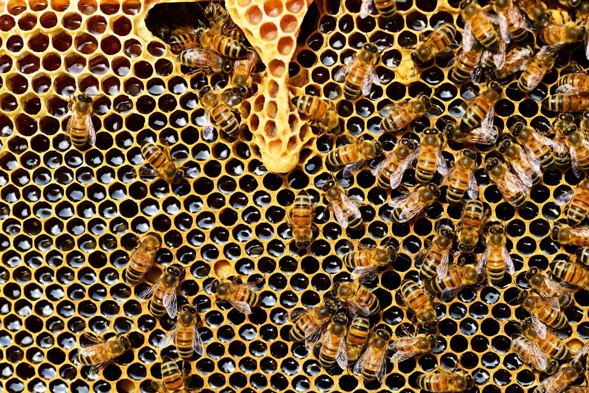 A closeup picture of a honeycomb with bees on it.