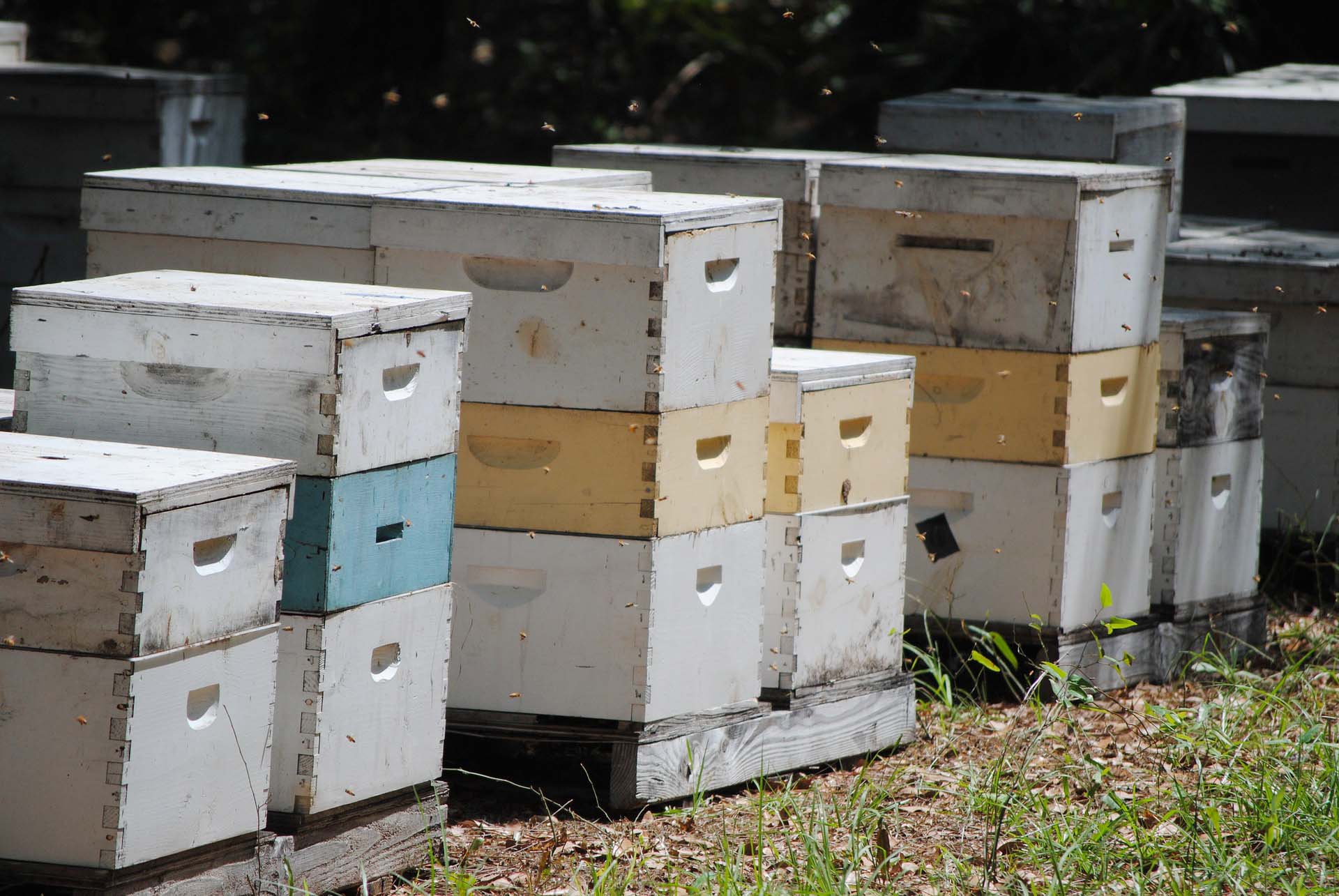 A group of pallets with multiple beehives on each one sitting in an orchard for pollinating.