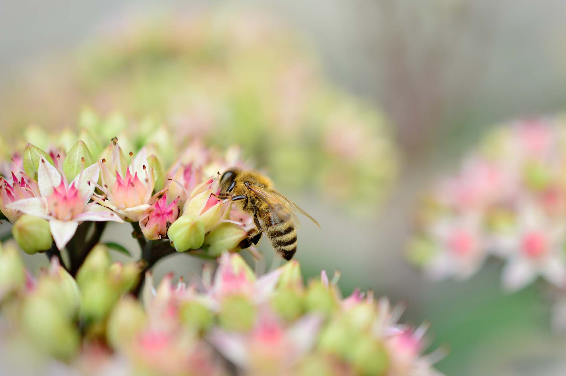 Bees on a pink and green flower.