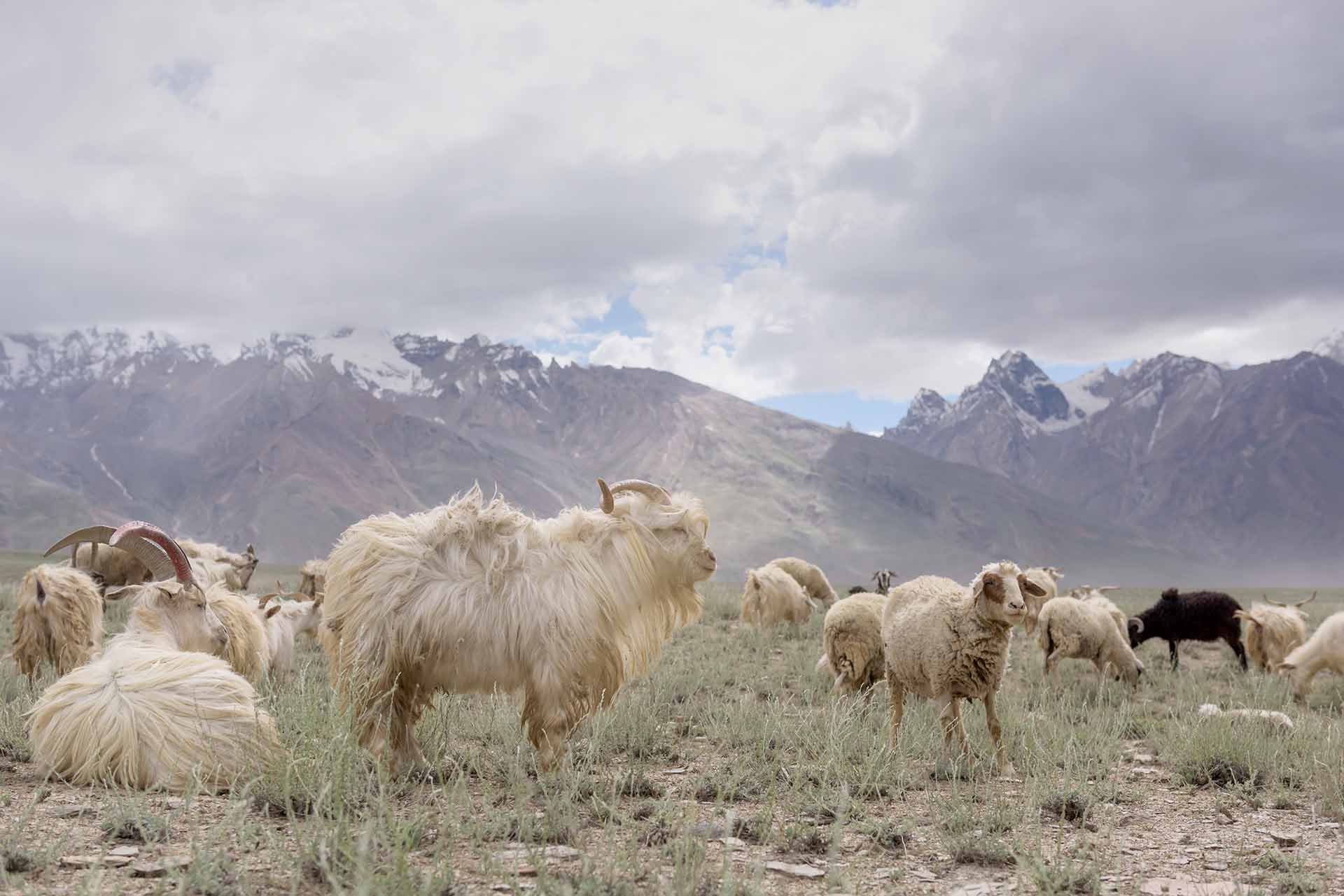 Kashmir goats in beautiful India landscape with snow peaks background.