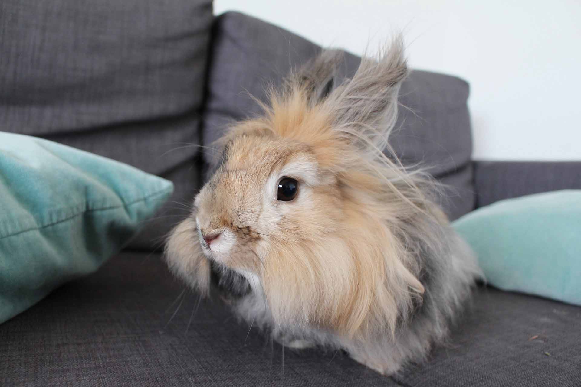 A grey and brown angora rabbit sitting on a grey couch with blue pillows.