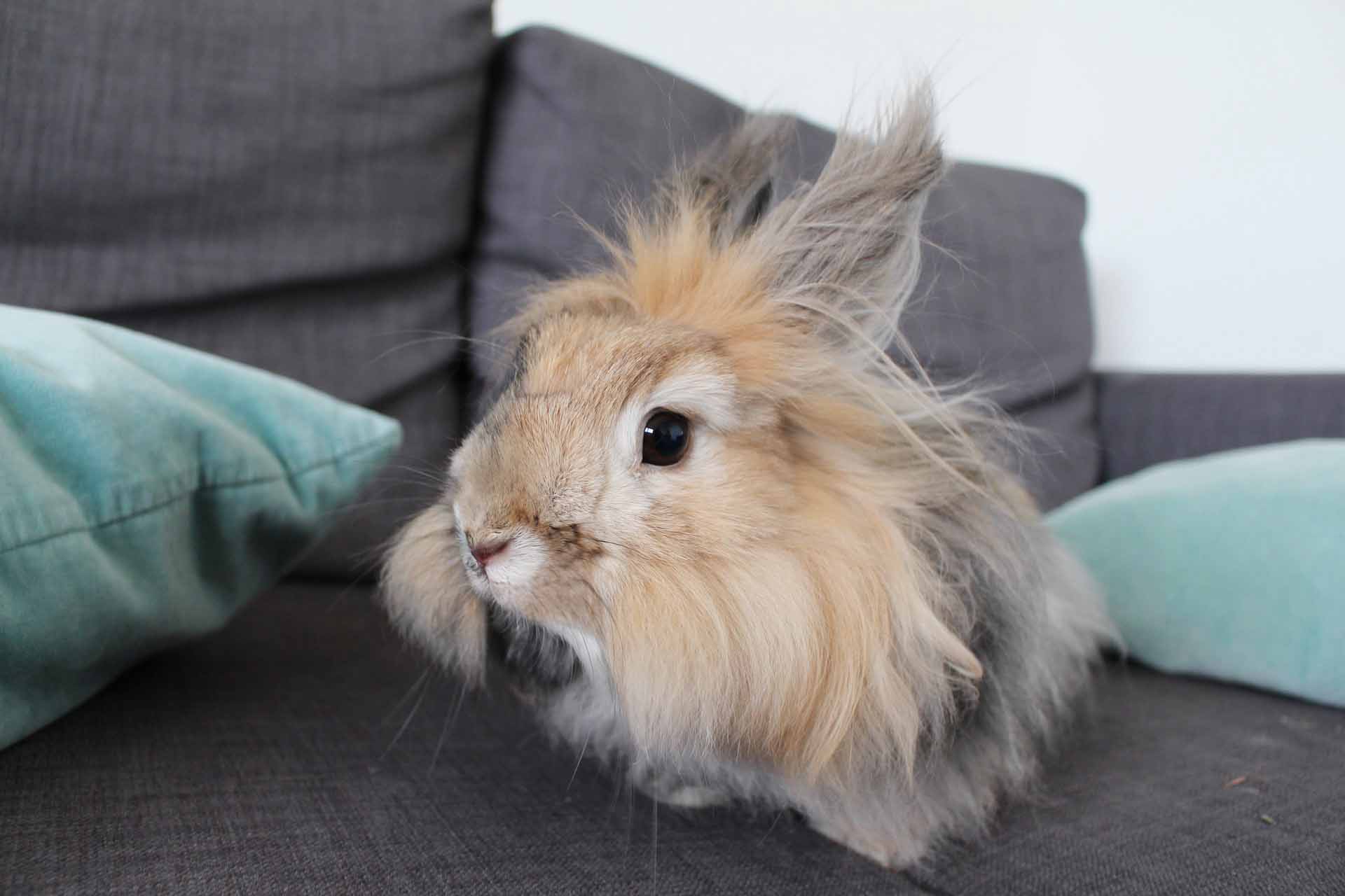 Is Wool Vegan? – Your Daily Vegan A grey and brown angora rabbit sitting on a grey couch with blue pillows.