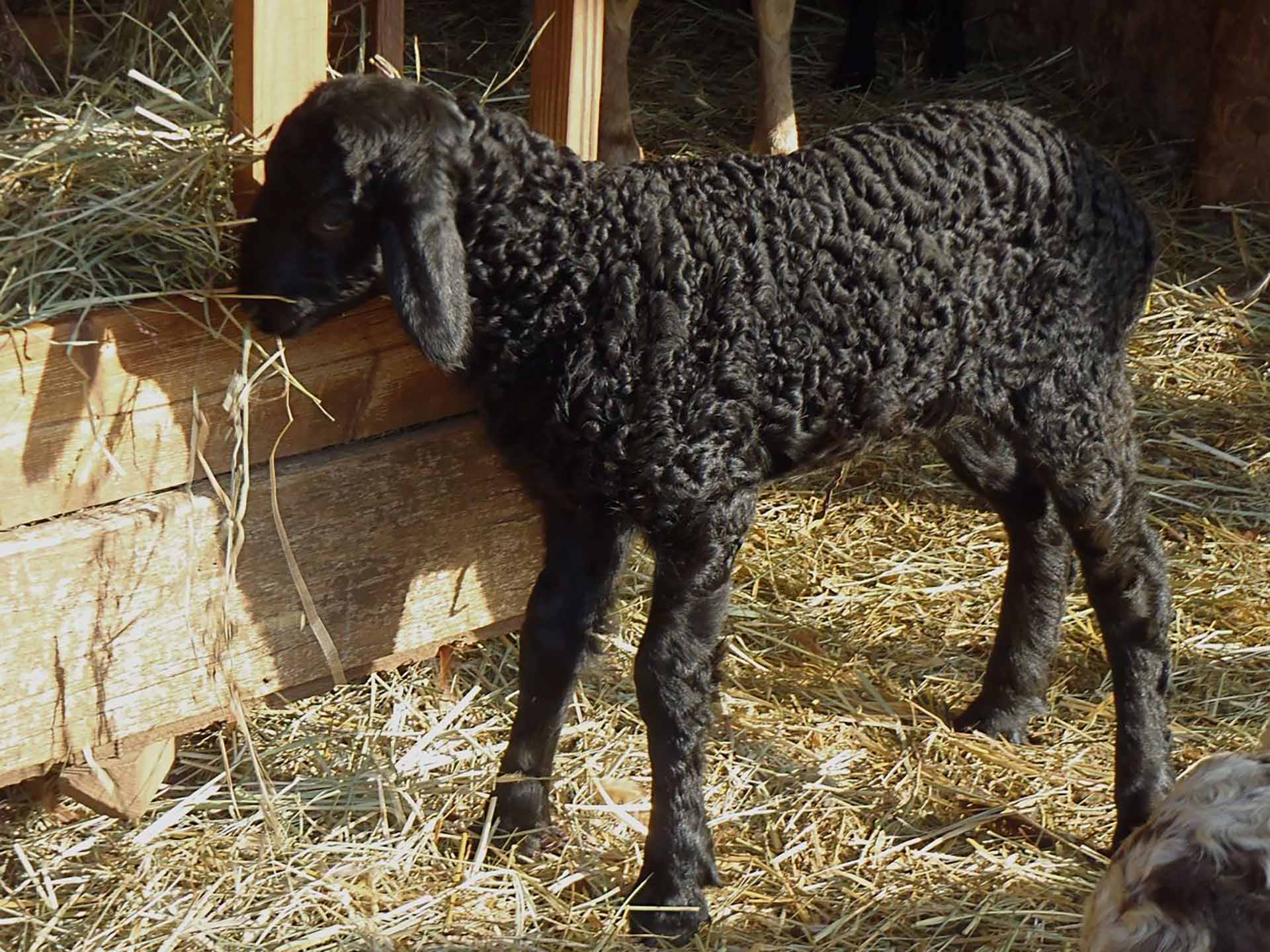 A young karakul sheep feeding on hay.