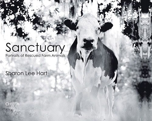 Cover of the book, Sanctuary Portraits of Rescued Farm Animals. Features a black and white picture of a cow in a field.