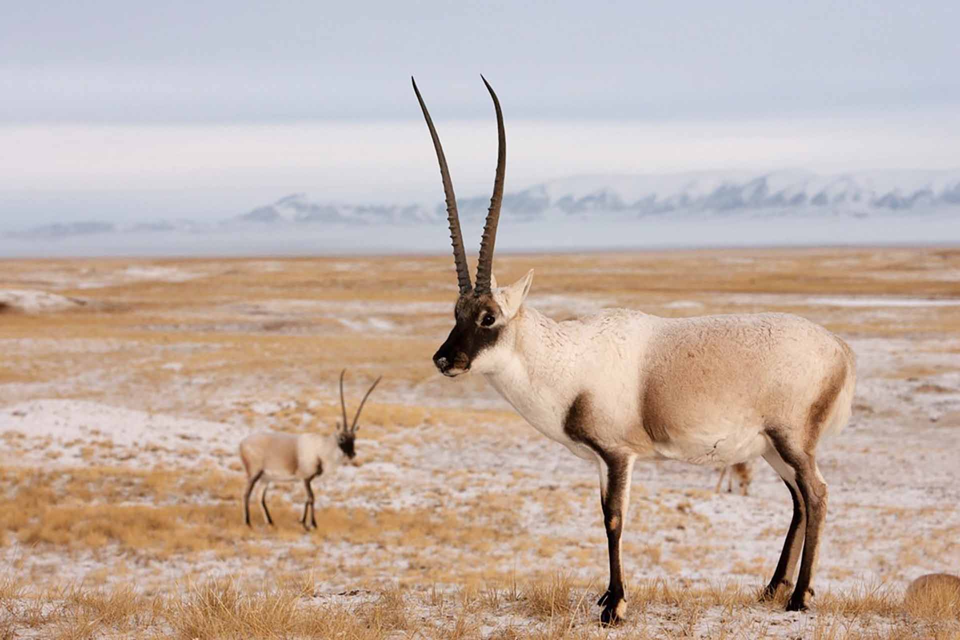 Tibetan Antelope (Chiru) – Is Wool Vegan? – Your Daily Vegan A brown and cream Chiru standing on the plains with their young.