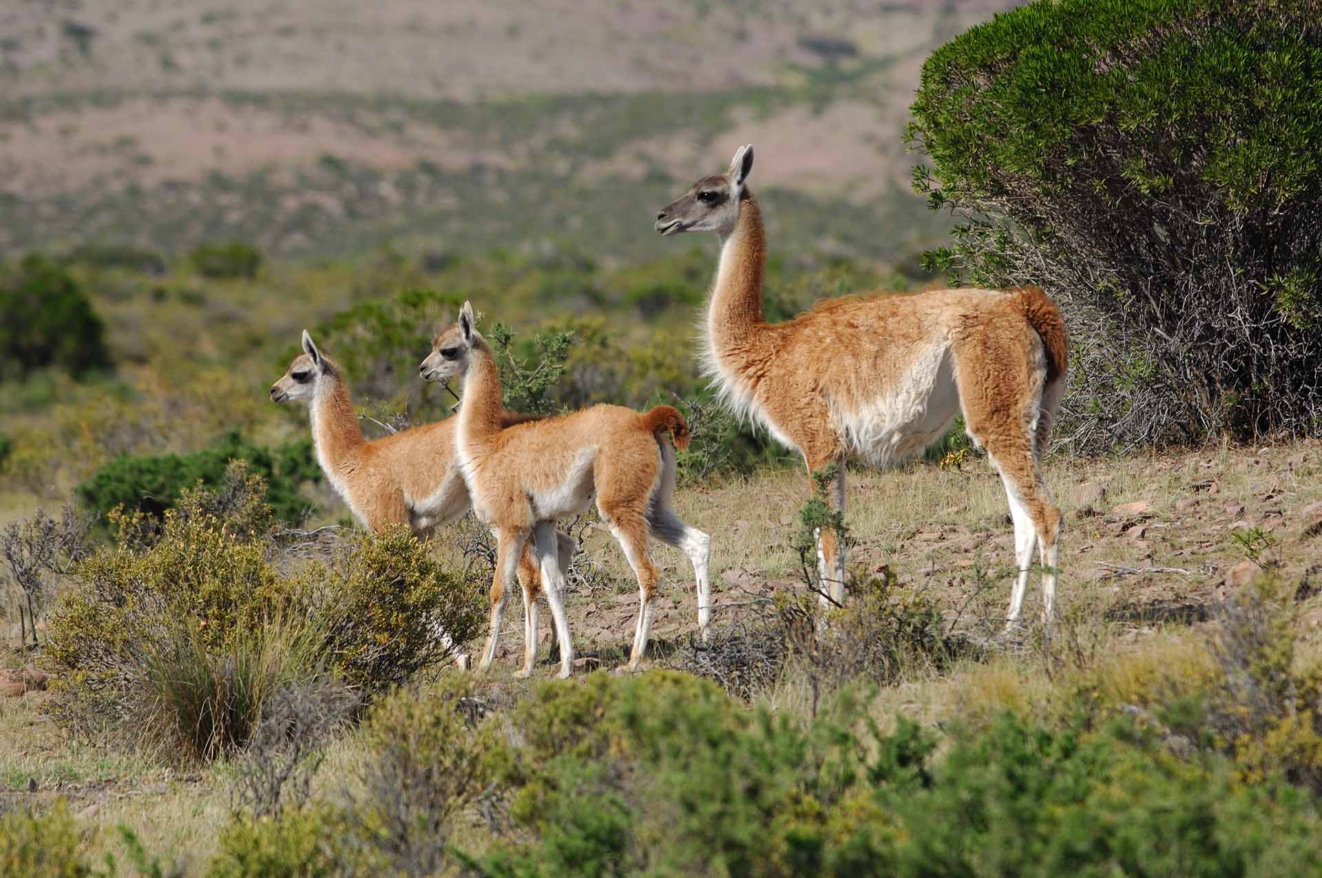 Brown and white Vicuna standing in a greenspace with their young.