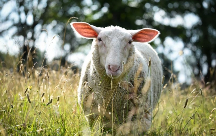 A white rescue sheep standing in the middle of the field on a sunny day.