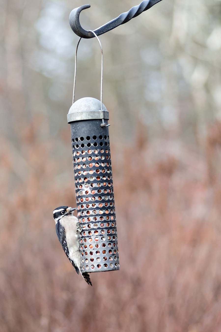 Closeup of Downy Woodpecker on bird feeder