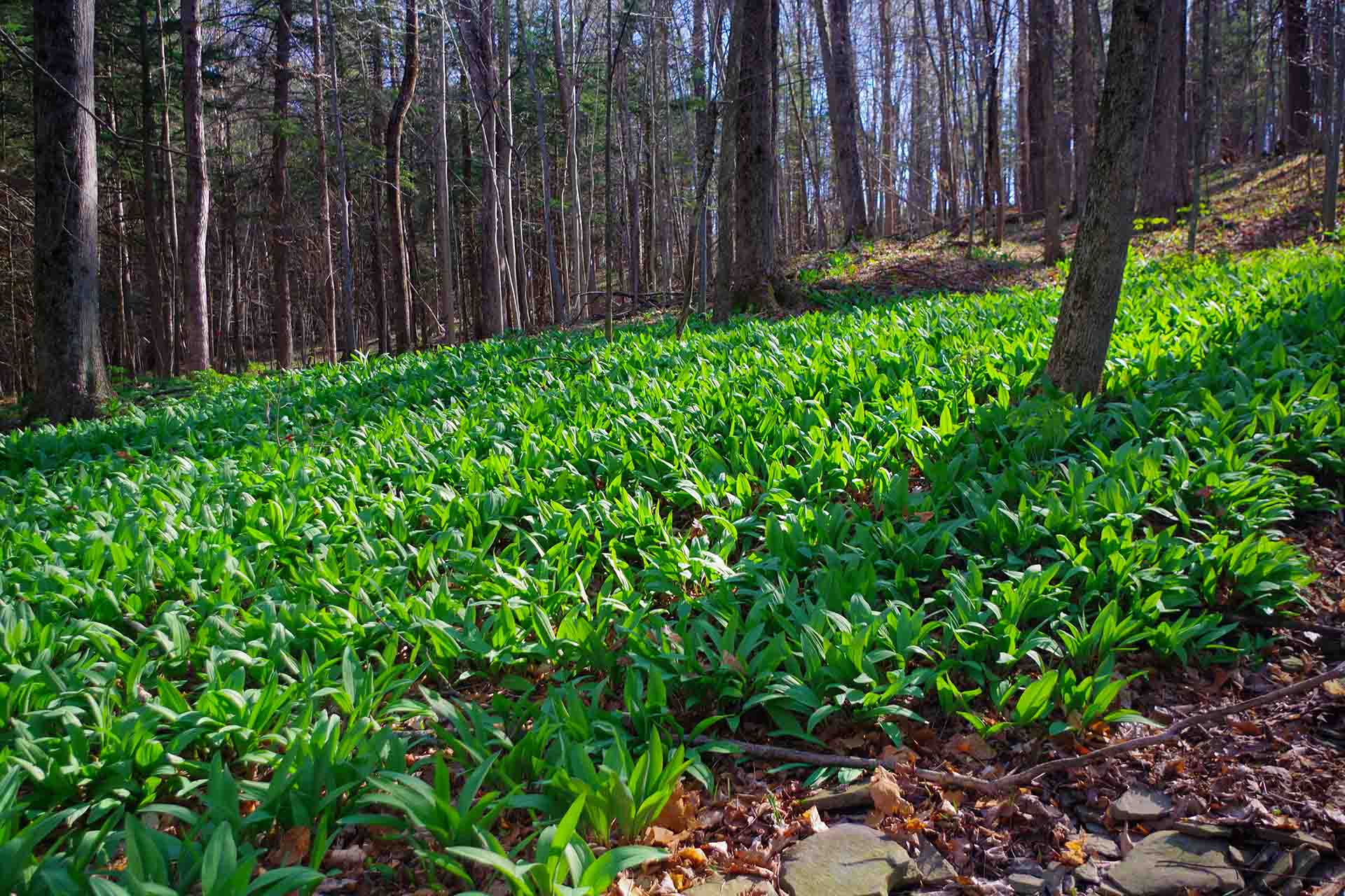 A hill in the woods filled with ramps