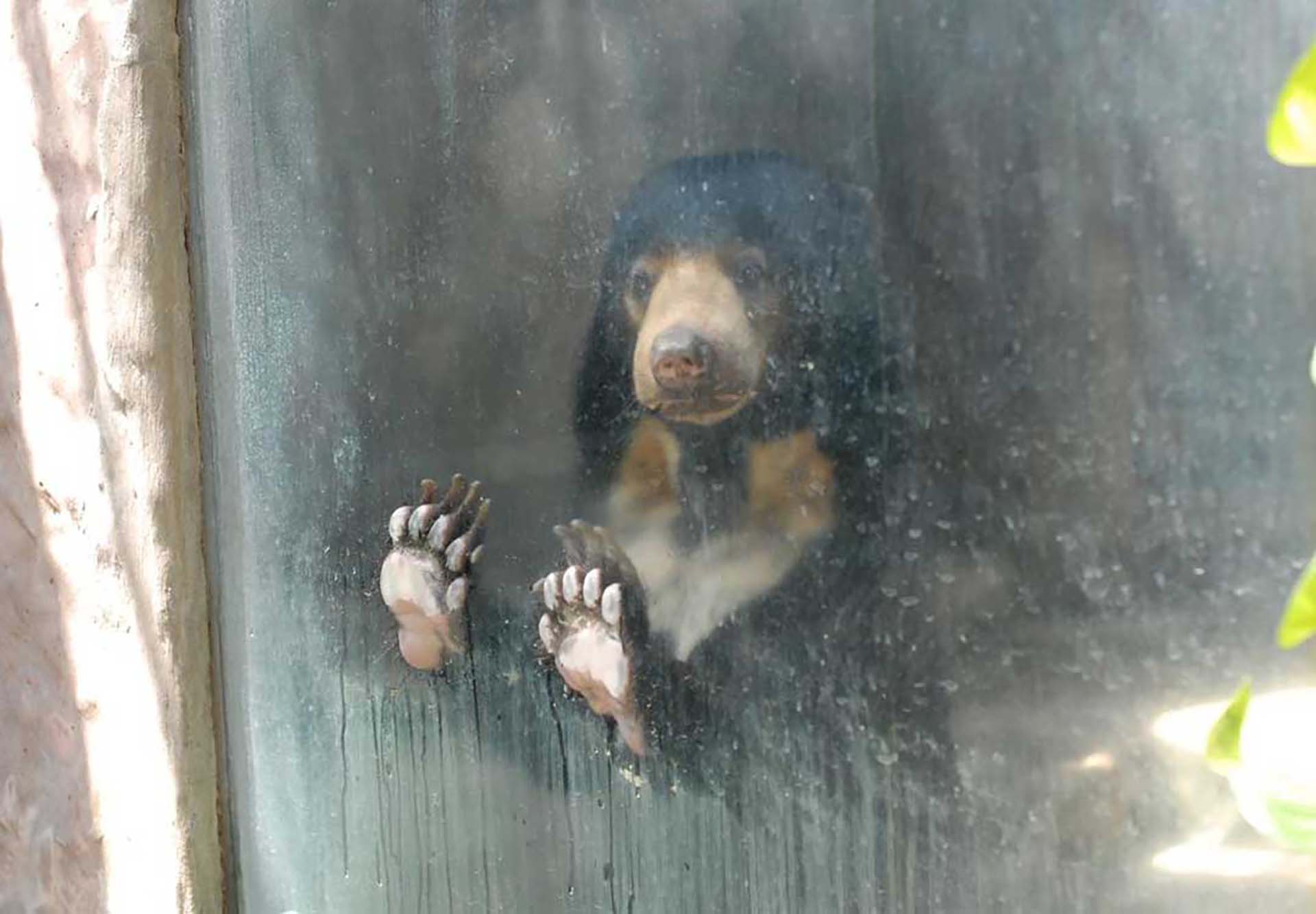 Bear at the Pata zoo looking out of the glass.