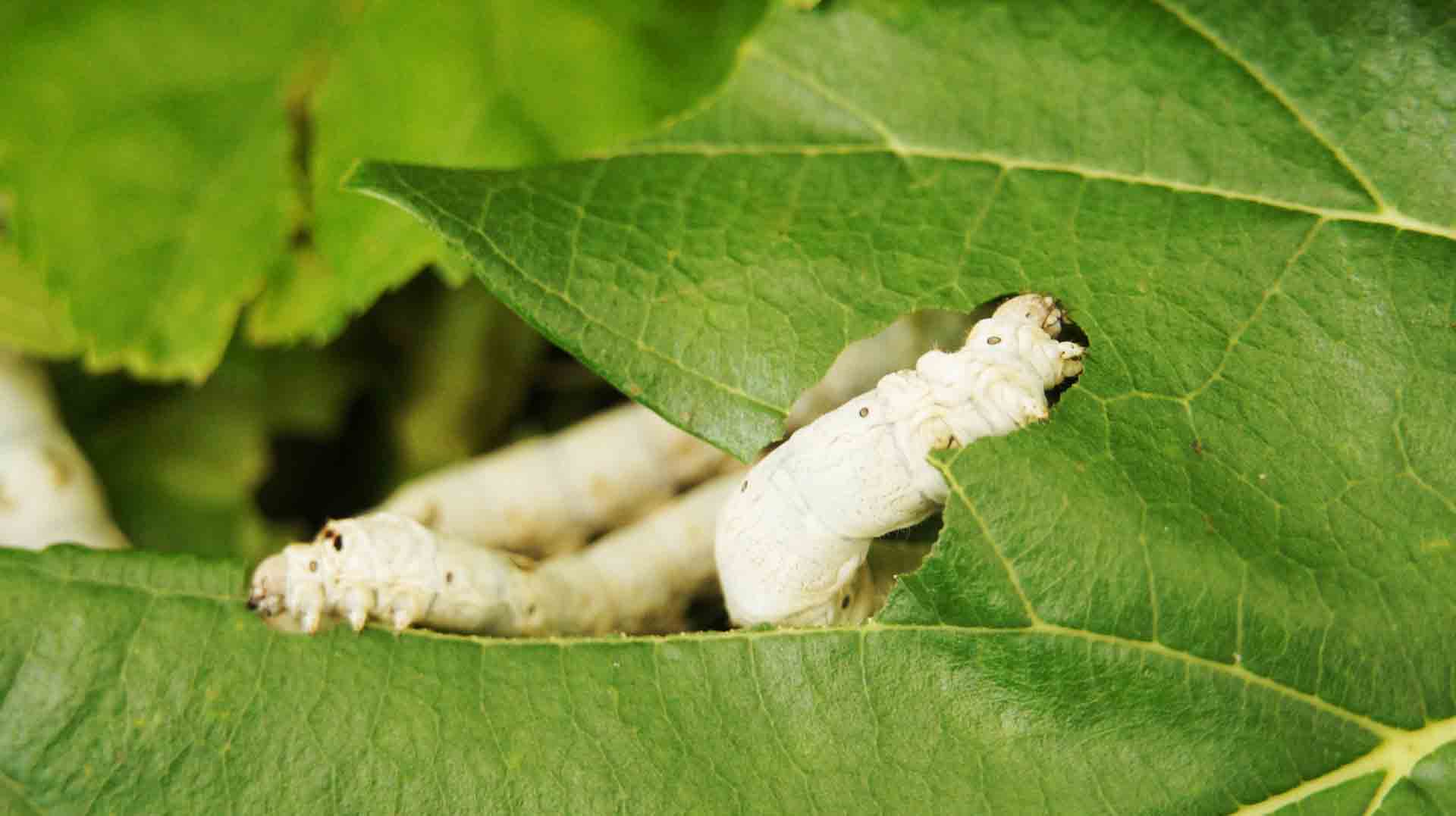 Silkworms eating mulberry leaves