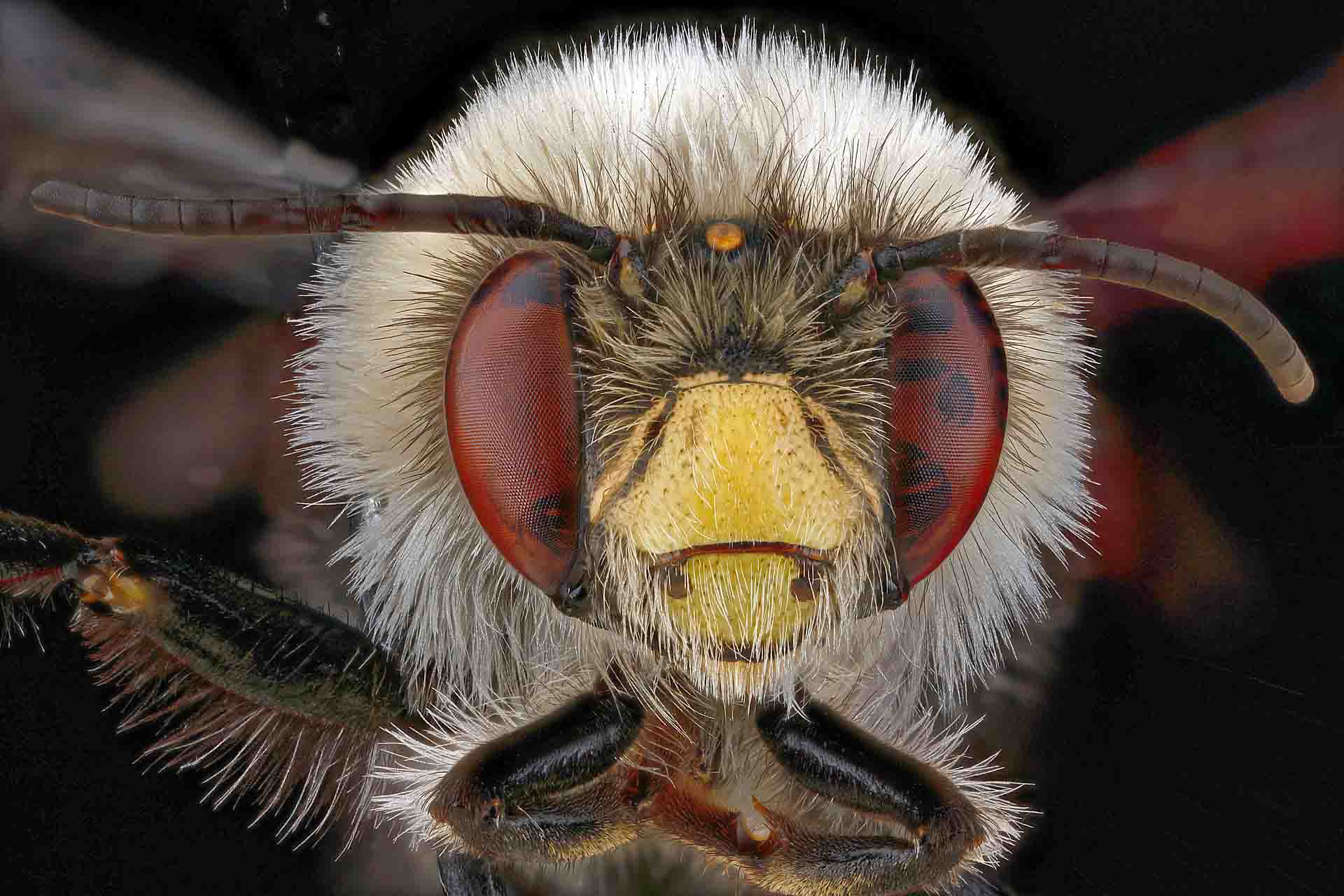 Closeup of bee face
